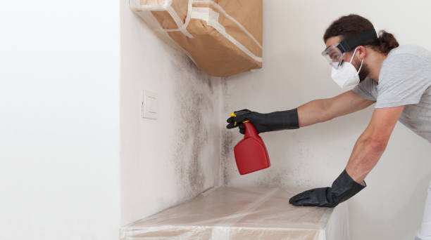 Professional Black Mold Removal technician working in Arlington, MA