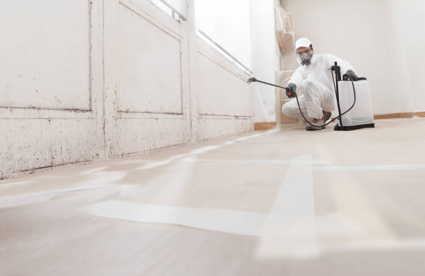 24/7 Emergency Black Mold Removal experts in Arlington, MA