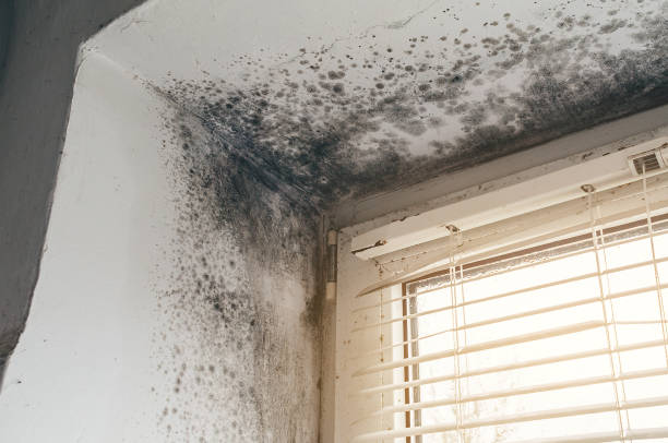 Affordable Basement Mold Removal solutions in Arlington, MA